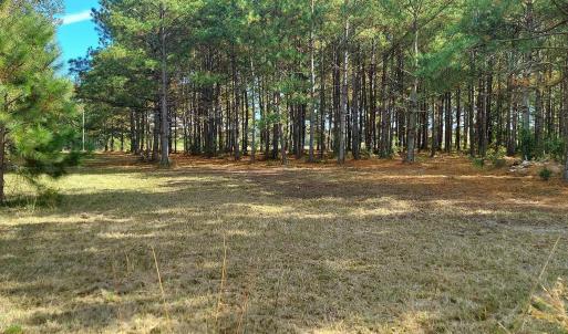 View of local wilderness