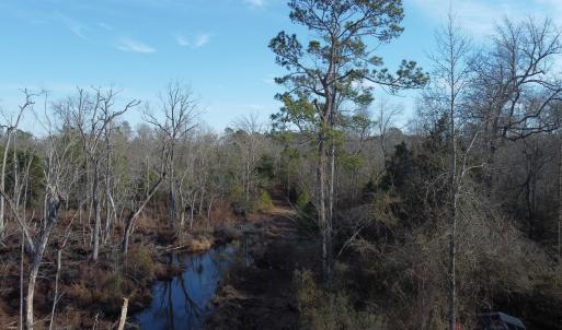 View of nature