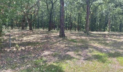 View of local wilderness