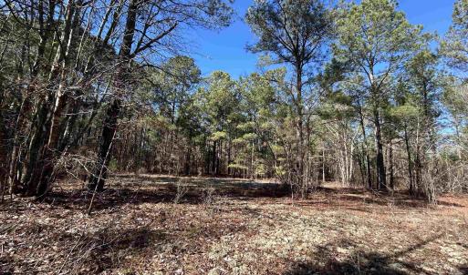 View of local wilderness with a view of trees