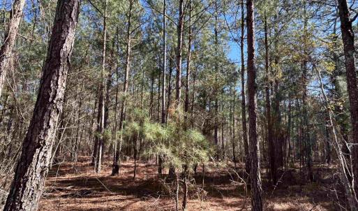 View of nature with a wooded view