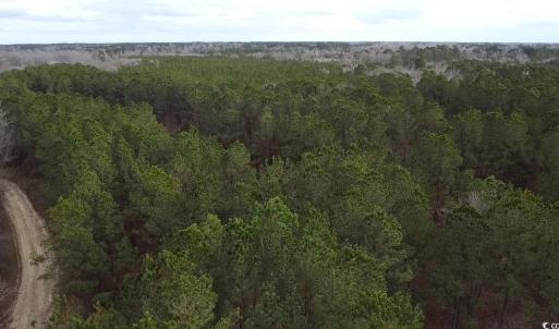 Aerial view featuring a view of trees