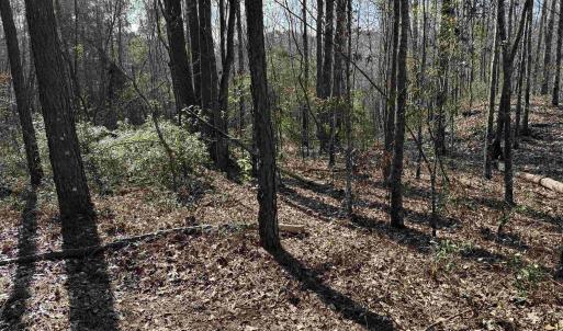 View of nature with a view of trees