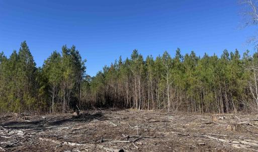 Photo #4 of 8862 Ware Dr., Nichols, SC 23.2 acres