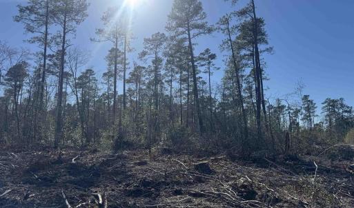 Photo #5 of 8862 Ware Dr., Nichols, SC 23.2 acres