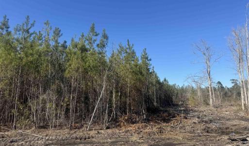 Photo #6 of 8862 Ware Dr., Nichols, SC 23.2 acres