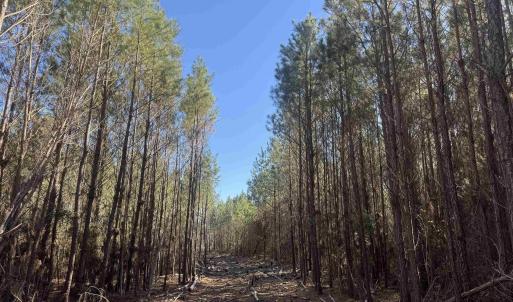 Photo #2 of 8862 Ware Dr., Nichols, SC 23.2 acres