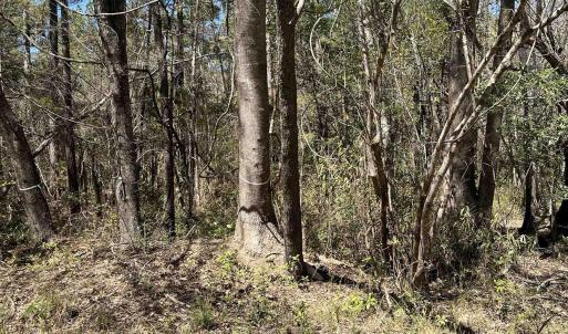 Photo #13 of Lot 9 Samworth Loop, Georgetown, SC 5.0 acres
