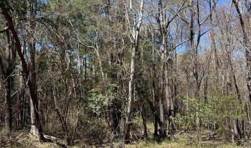 Photo #6 of Lot 9 Samworth Loop, Georgetown, SC 5.0 acres