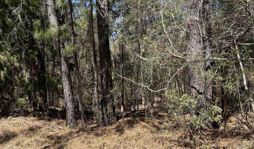 Photo #9 of Lot 9 Samworth Loop, Georgetown, SC 5.0 acres