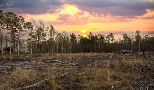 View of local wilderness