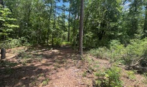 View of woods