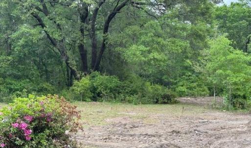 View of local wilderness featuring a view of trees