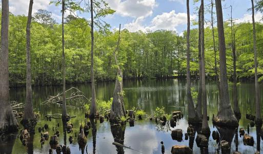 Water view with a heavily wooded area