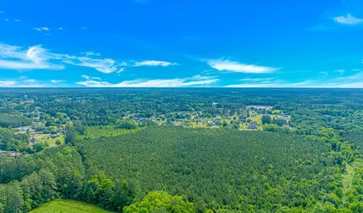 Bird's eye view of a forest