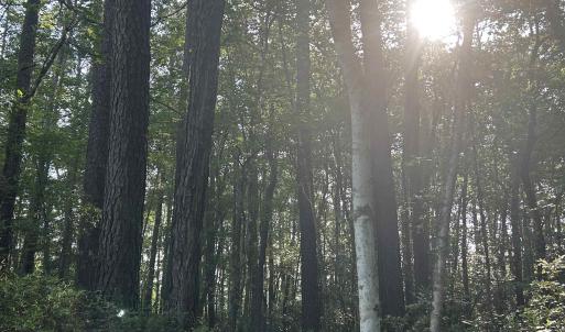 View of tree filled area