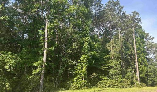 View of local wilderness