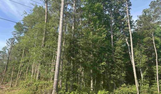 View of woods