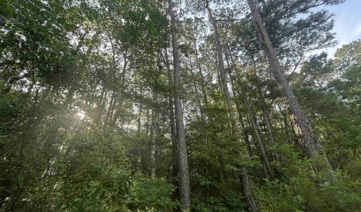 View of wooded area