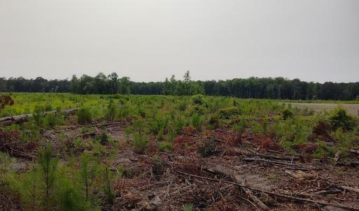 View of local wilderness with rural landscape