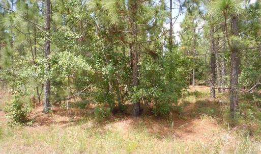 Photo #9 of 2231 Barts Rd., Loris, SC 9.9 acres