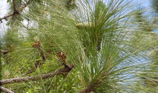 Photo #8 of 2231 Barts Rd., Loris, SC 9.9 acres
