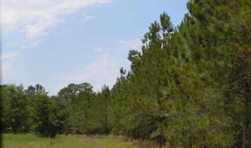Photo #7 of 2231 Barts Rd., Loris, SC 9.9 acres