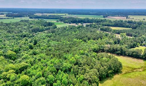 Drone / aerial view of a forest
