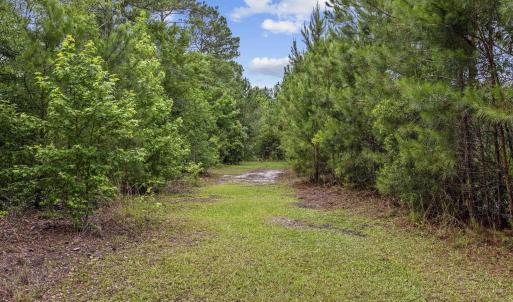View of street with a forest view