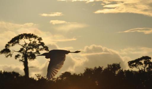 Photo #17 of Lot 81 Brandon Way, Georgetown, SC 0.5 acres