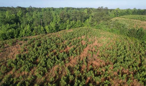 Photo #3 of 7 Acres Old Pee Dee Rd., Hemingway, SC 7.0 acres