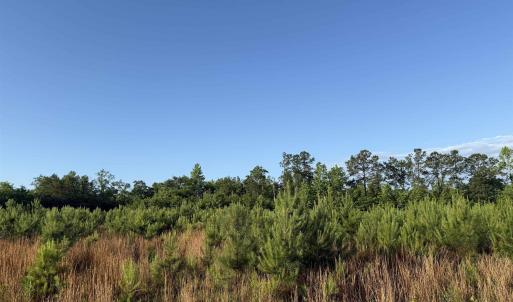 Photo #1 of 7 Acres Old Pee Dee Rd., Hemingway, SC 7.0 acres