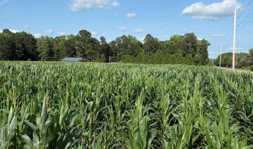 View of local wilderness featuring rows of crops
