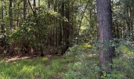 View of tree filled area