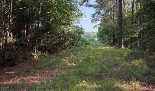 View of local wilderness