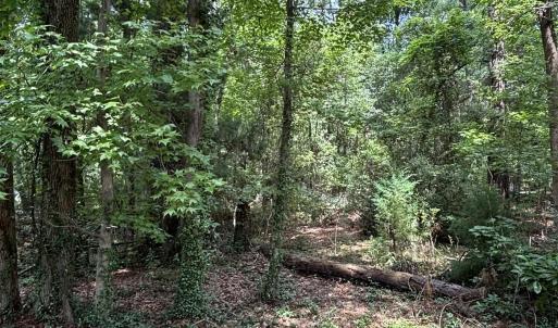 View of woods