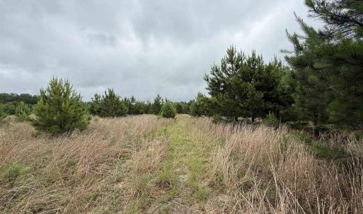 Photo #4 of Macedonia Dr., Loris, SC 42.7 acres