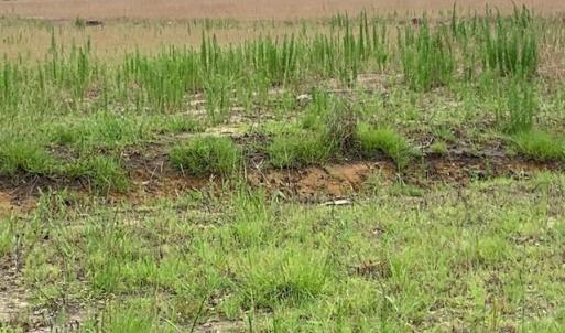 Photo #7 of 98 Wildwood St., Shallotte, NC 4.5 acres