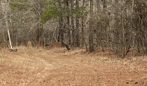 View of local wilderness