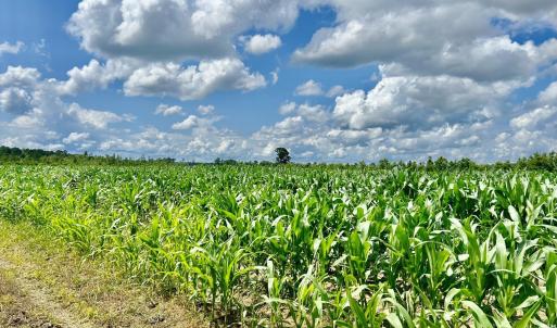 Photo #17 of FC Cox Rd., Hemingway, SC 116.0 acres