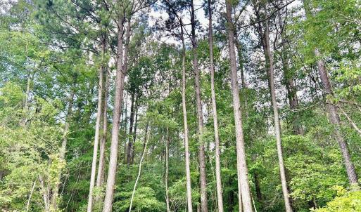 Photo #13 of FC Cox Rd., Hemingway, SC 116.0 acres