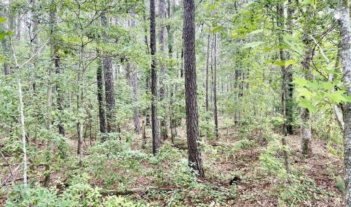 Photo #15 of FC Cox Rd., Hemingway, SC 116.0 acres