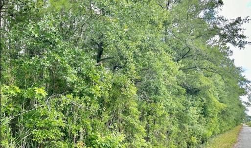 Photo #10 of FC Cox Rd., Hemingway, SC 116.0 acres