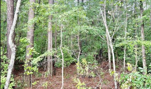 Photo #7 of FC Cox Rd., Hemingway, SC 116.0 acres