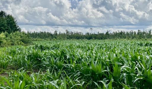 Photo #8 of FC Cox Rd., Hemingway, SC 116.0 acres
