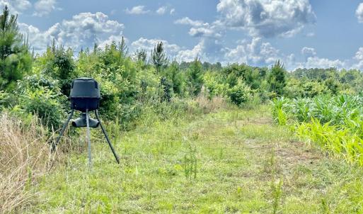 Photo #19 of FC Cox Rd., Hemingway, SC 116.0 acres