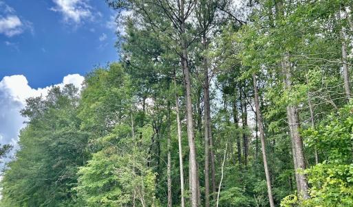 Photo #3 of FC Cox Rd., Hemingway, SC 116.0 acres