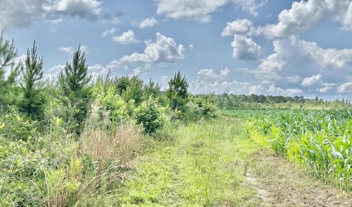 Photo #27 of FC Cox Rd., Hemingway, SC 116.0 acres
