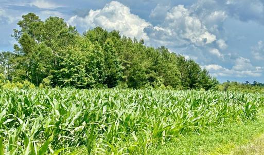 Photo #12 of FC Cox Rd., Hemingway, SC 116.0 acres