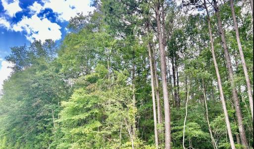 Photo #11 of FC Cox Rd., Hemingway, SC 116.0 acres